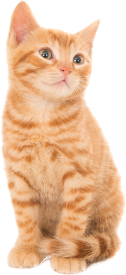 Gatinho pendurado no header