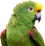 Papagaio pendurado no header